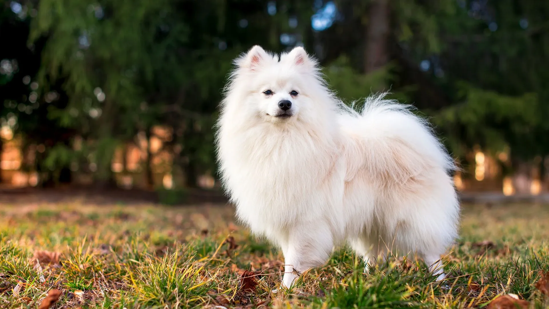 Japanese Spitz